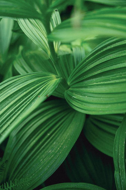 Close-Up Photograph of Green Leaves