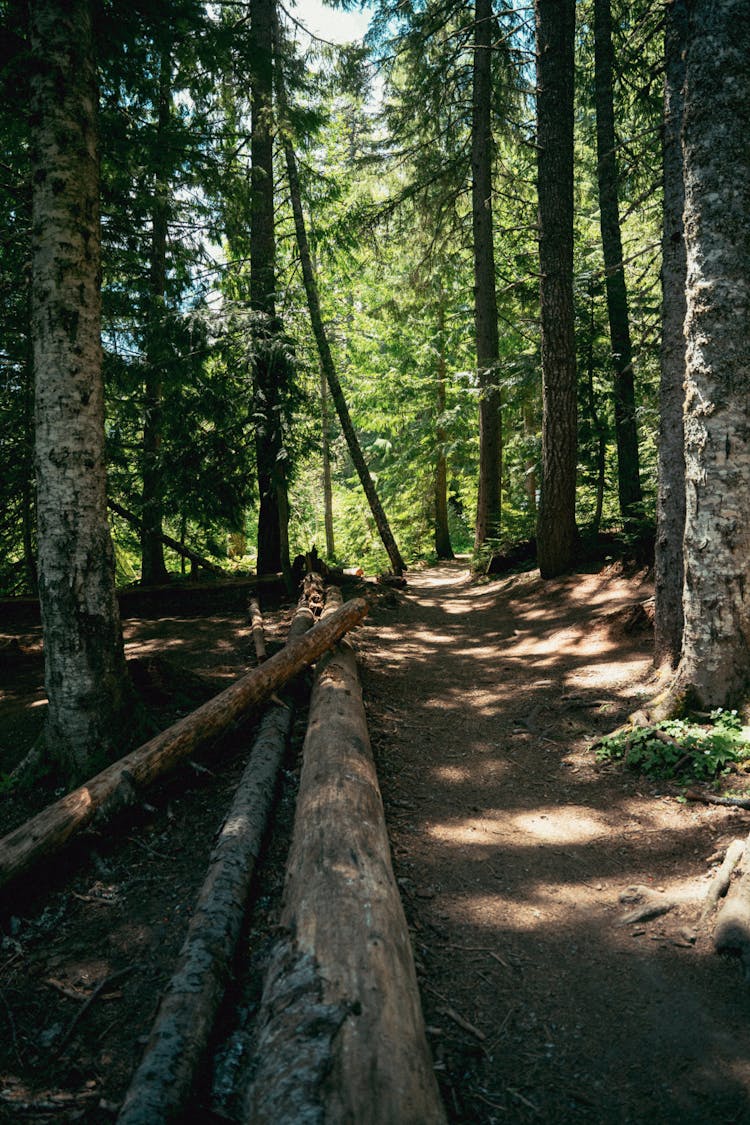 Hiking Trail In The Forest