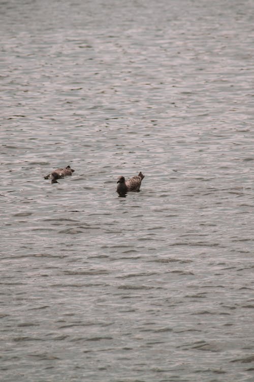Gray Birds Floating on Body of Water 