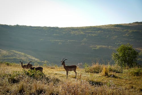 Gratuit Imagine de stoc gratuită din antilopă impala, fotografie cu natură, la țară Fotografie de stoc