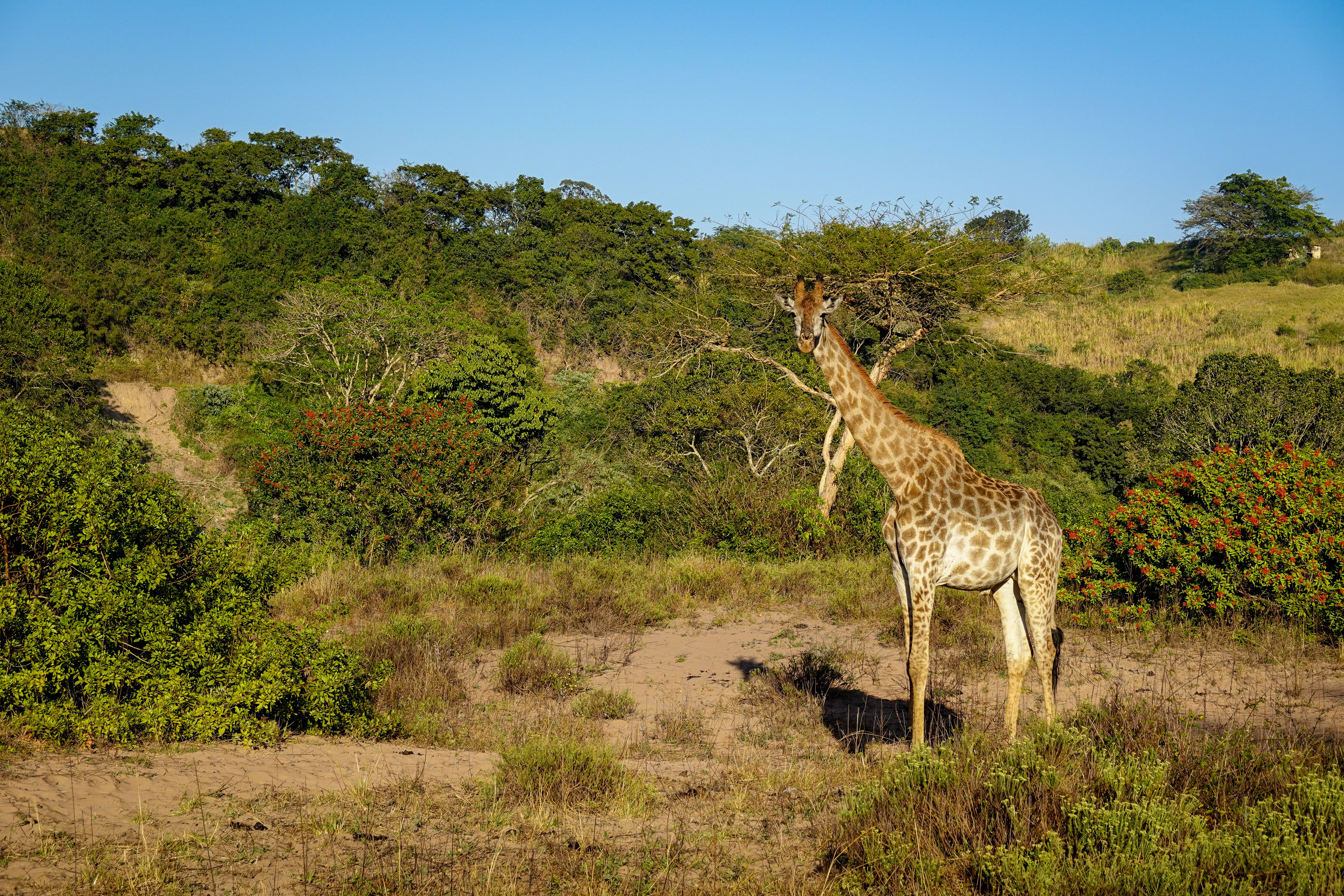 Incredible One Day Cape of Good and Penguin Colony Expedition from Cape Town Review 2026 - Giraffe standing majestically in the African savannah during sunrise, showcasing its natural habitat.