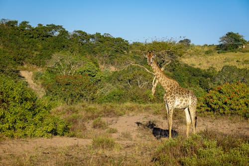 A Giraffe Standing Near Green Shrubs