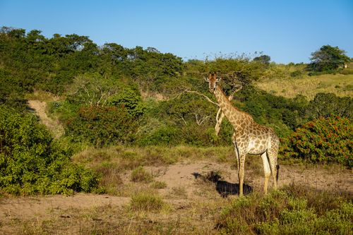 Free Giraffe standing majestically in the African savannah during sunrise, showcasing its natural habitat. Stock Photo