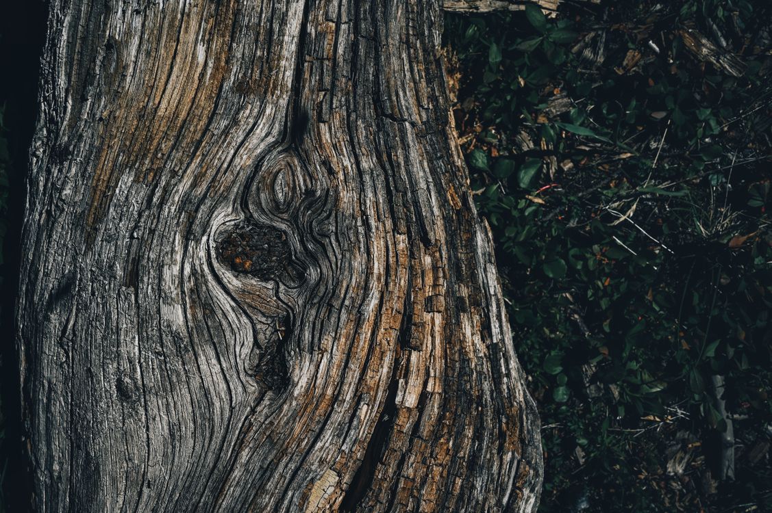 Trunk Image Close-Up Shot of a Tree Trunk · Free Stock Photo
