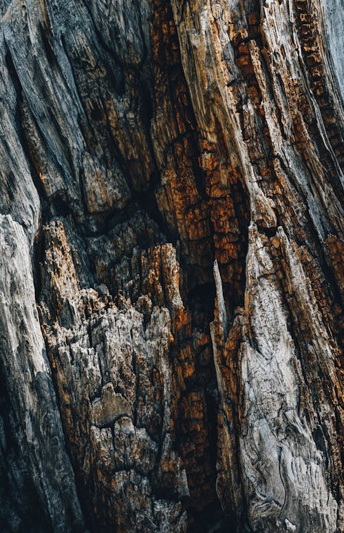Kostnadsfria Kostnadsfri bild av bark, brun, närbild Stock foto