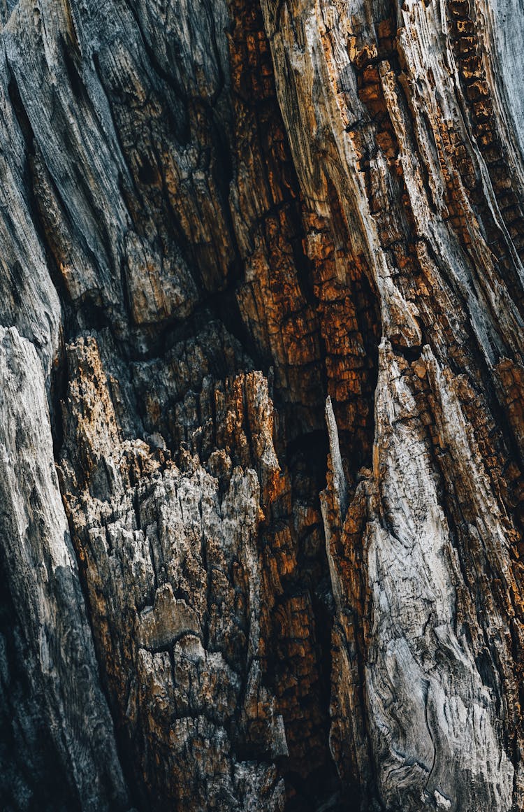 Close Up Of Tree Bark