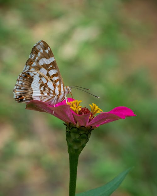 คลังภาพถ่ายฟรี ของ การถ่ายภาพแมลง, ดอกไม้, ปีก