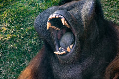 Close-Up Shot of an Orangutan