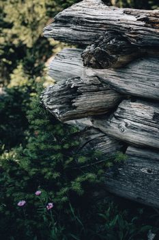 Detailed view of old wooden logs with surrounding greenery in a natural setting.