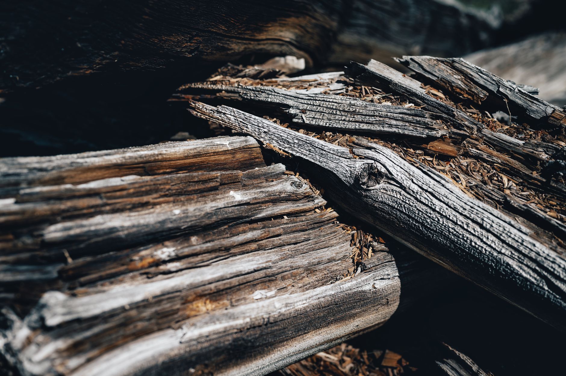 Detailed view of a weathered tree trunk showing natural wood textures and decay.
