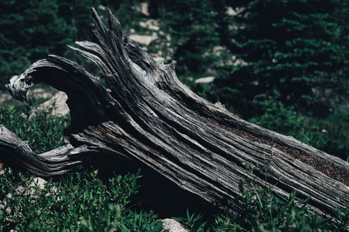 Free Detailed view of a weathered tree trunk surrounded by greenery, showcasing nature's rugged beauty. Stock Photo