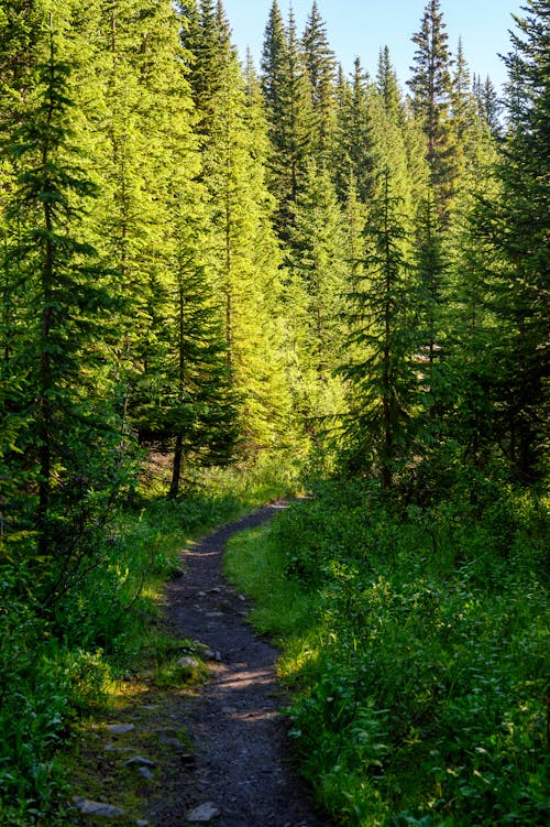 A Trail Between Green Trees