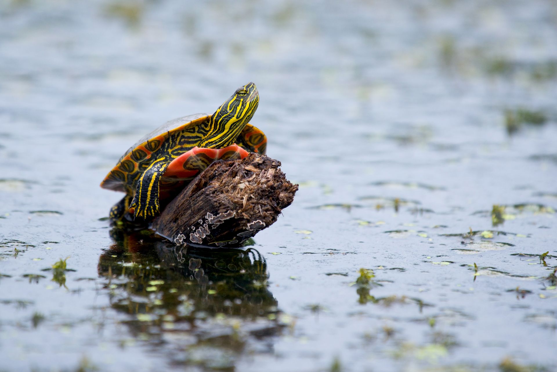 A painted turtle rests on a log, surrounded by reflective wetland waters.