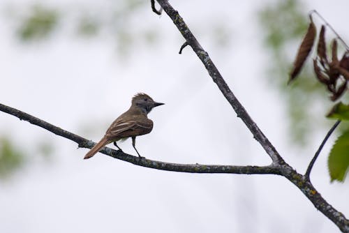 Close-Up Shot of a Brown Bird Perched on a Tree Branch