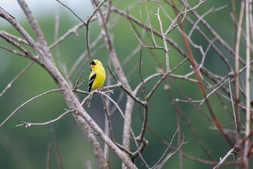 Gratis arkivbilde med american goldfinch, fugl, fuglfotografi Arkivbilde