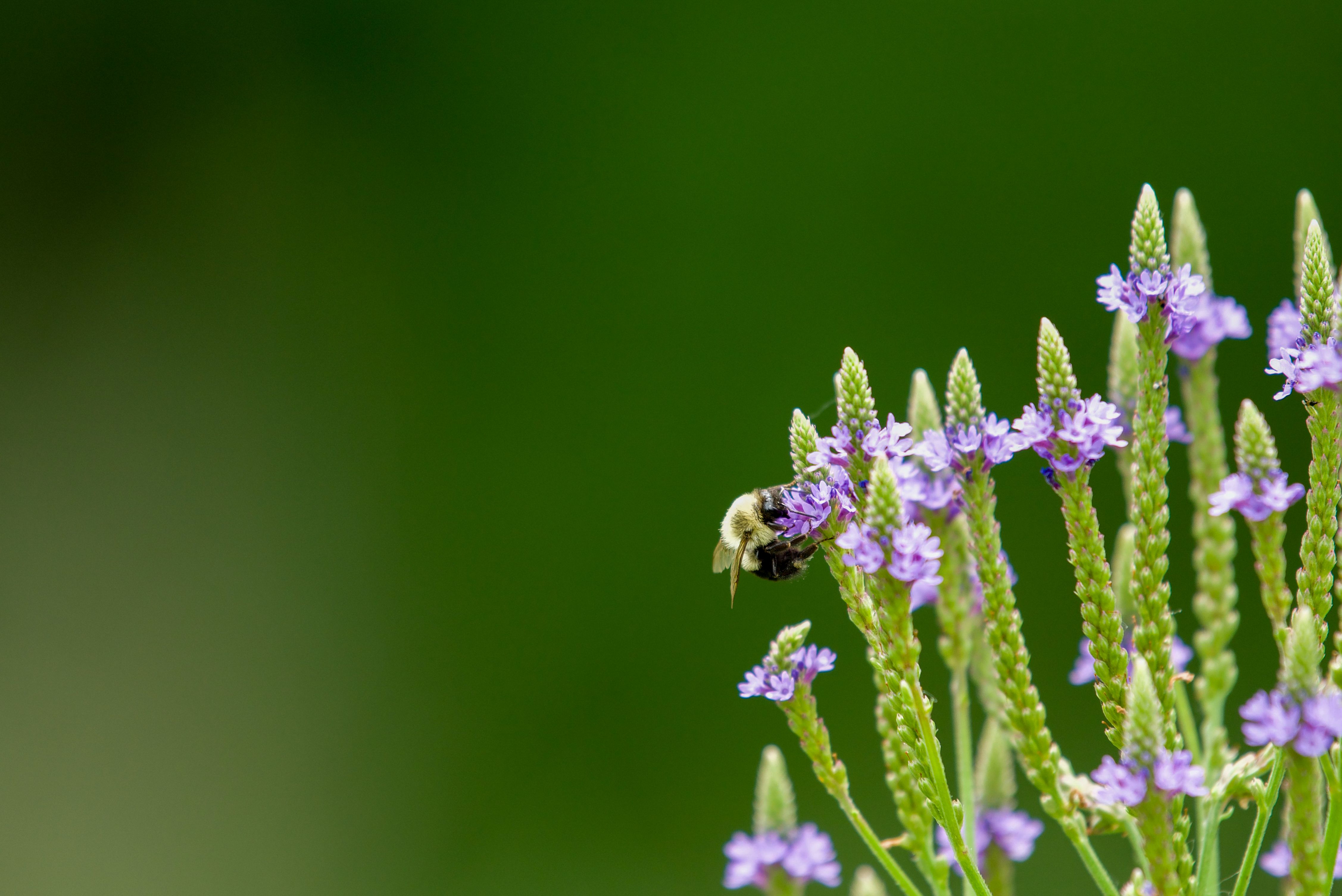 140.010+ Fotos y Imágenes de Flores moradas Gratis · Banco de Fotos Gratis