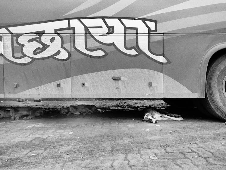 Stray Dogs Sleeping Under A Bus