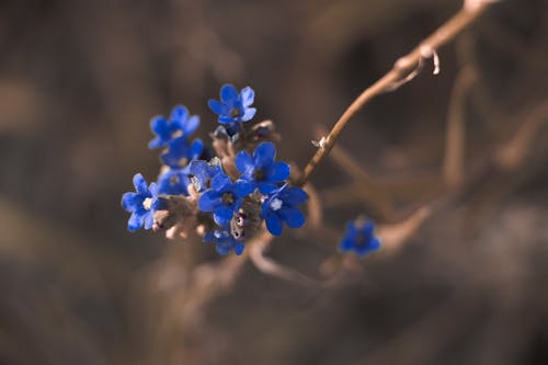 Free Macro Photography of Blue Petaled Flower Stock Photo