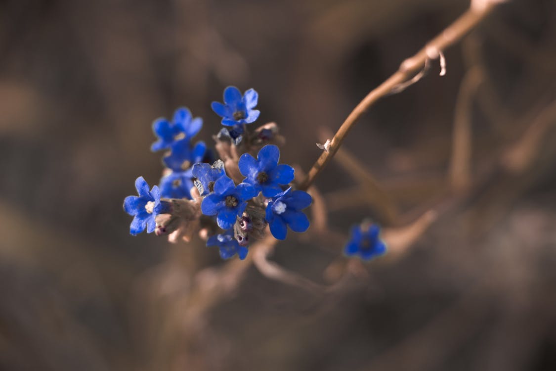 Ücretsiz Mavi Petaled çiçeğin Makro Fotoğrafçılığı Stok Fotoğraflar
