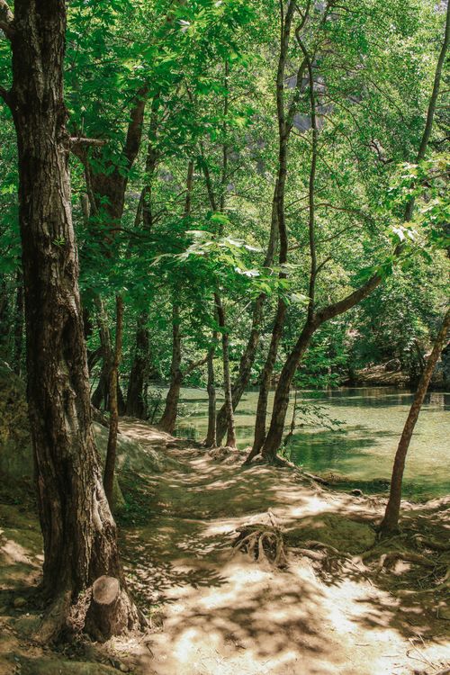 Free Sunlit forest path with lush green trees and a serene pond, perfect for nature lovers. Stock Photo