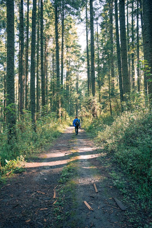 Person Walking in the Forest 