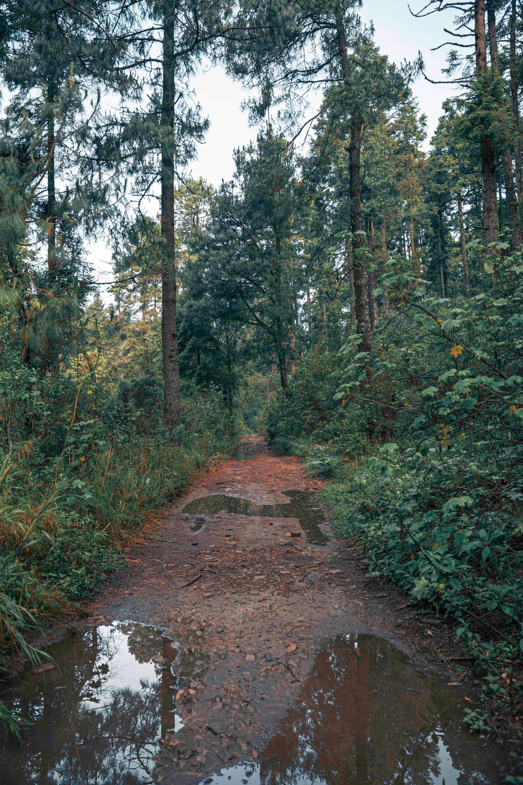 Sendero en bosque con vegetación densa, referencia visual para territorio, ordenamiento y ecoturismo