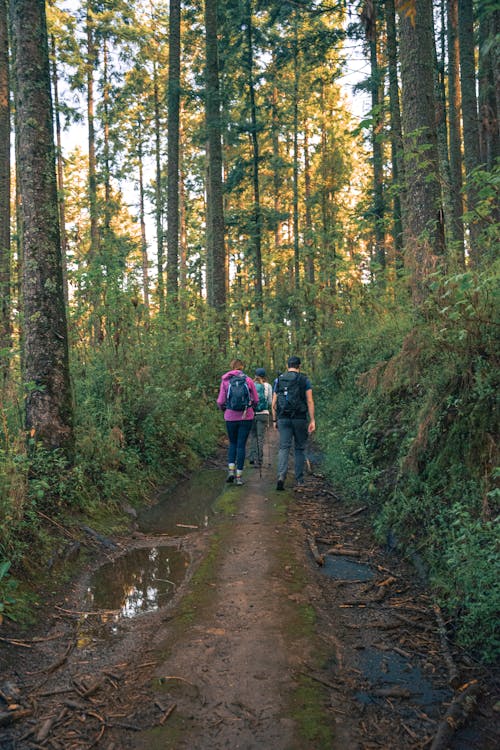 A Group of People Walking in the Forest