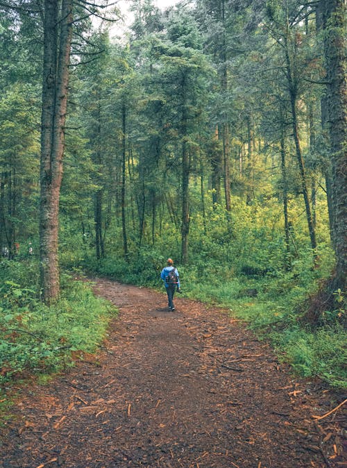 man Walking Beside Tall Trees