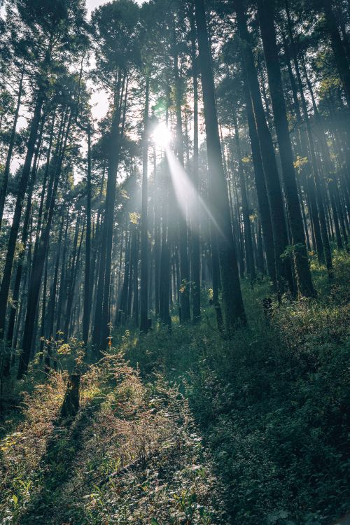 Free Captivating forest in Valle de Bravo with sunlight filtering through tall trees, creating a serene natural scene. Stock Photo