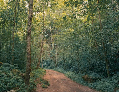 Unpaved Pathway in the Woods