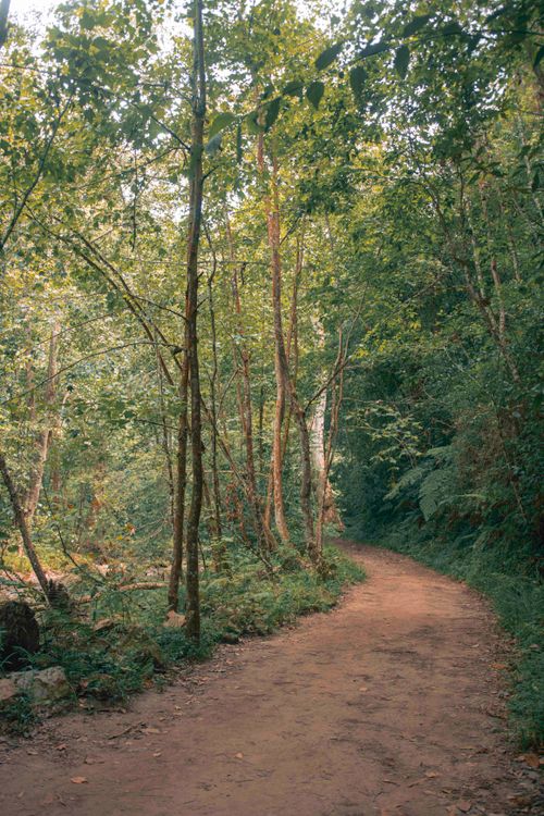 Free Explore the tranquility of a wooded dirt path in Valle de Bravo, Mexico. Stock Photo
