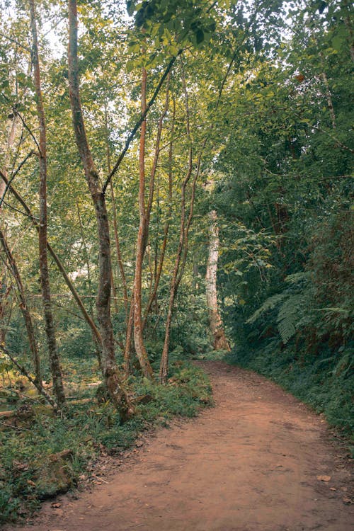 Бесплатное стоковое фото с вертикальный выстрел, грязная дорога, деревья