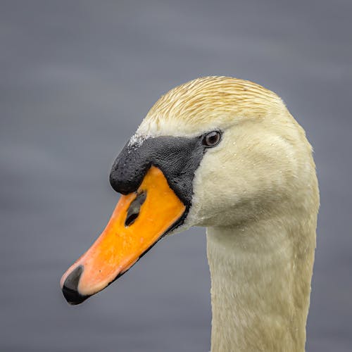 Close-Up Shot of a Mute Swan 