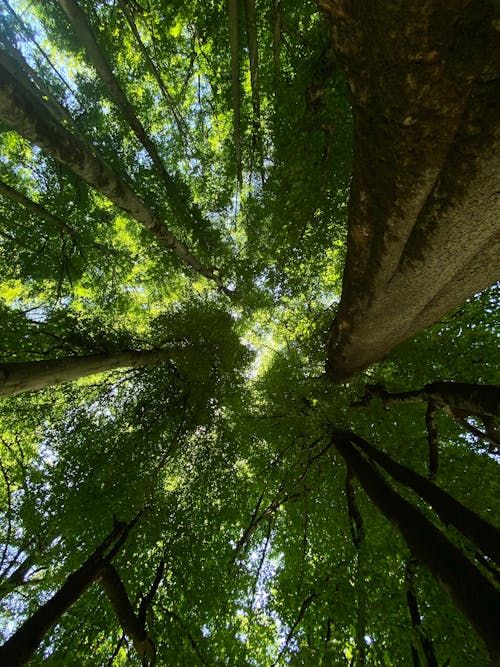 무료 나무 줄기, 높은, 로우앵글 샷의 무료 스톡 사진