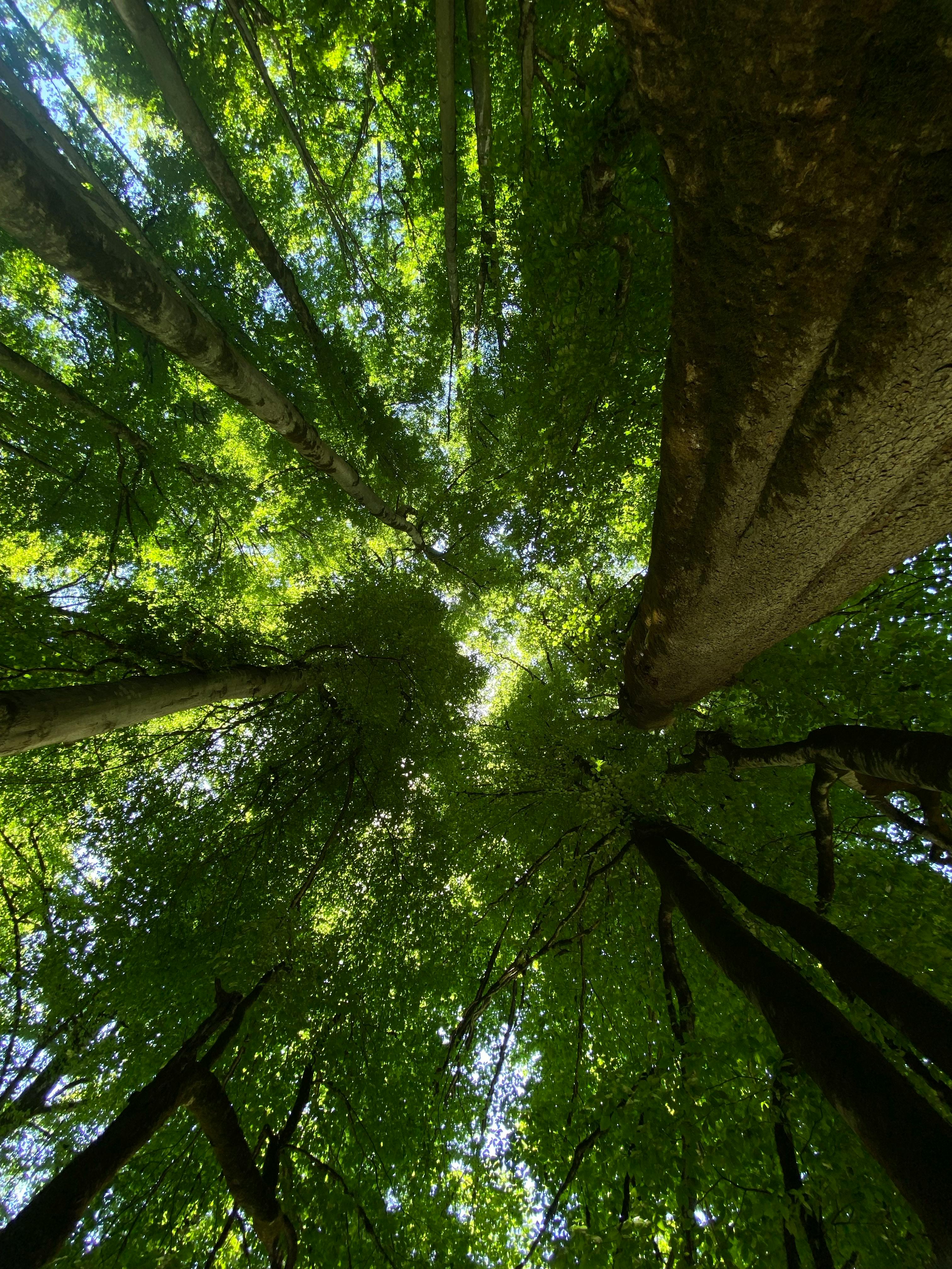 wald  versteck Wald Bäume - ein lizenzfreies Stock Foto von Photocase