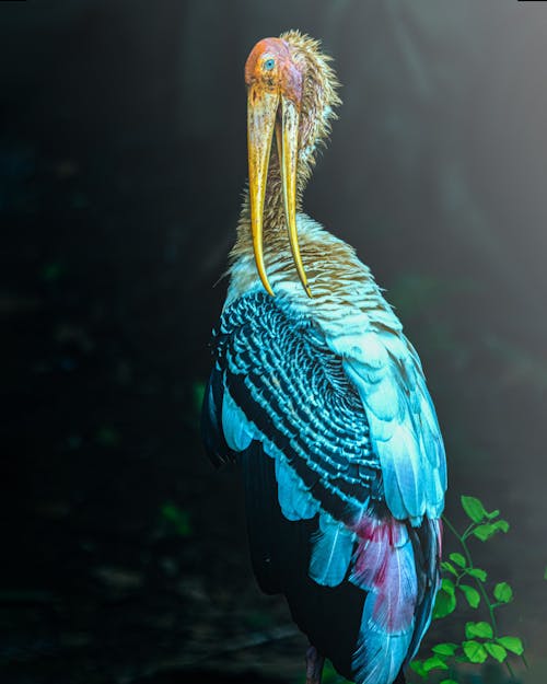 Close Up Photo of a Painted Stork