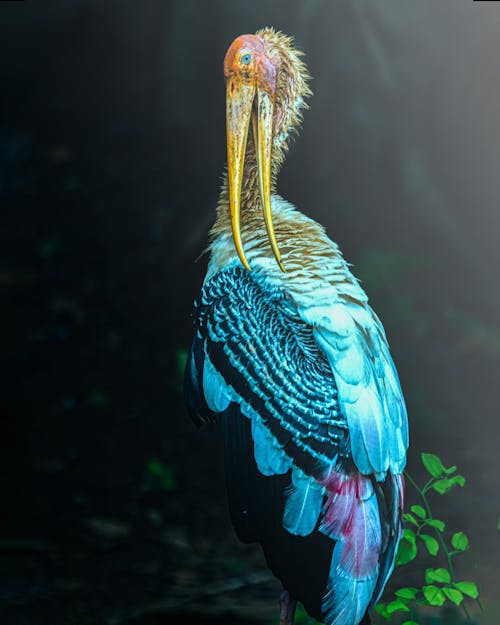 Kostenloses Stock Foto zu federn, gemalter storch, nahansicht