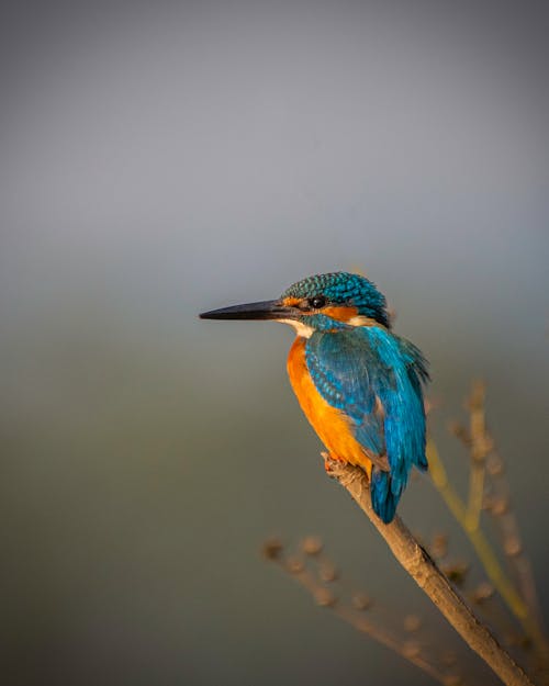 A Kingfisher Bird Perched on a Tree Branch