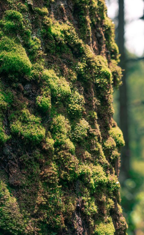Free Detailed view of lush green moss on a tree, showcasing nature's intricate textures. Stock Photo