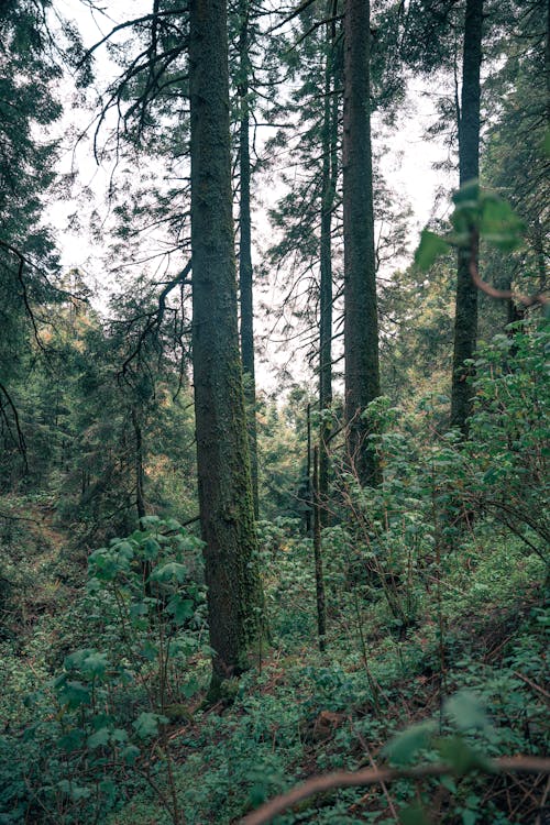 Gratis stockfoto met Bos, bossen, buiten