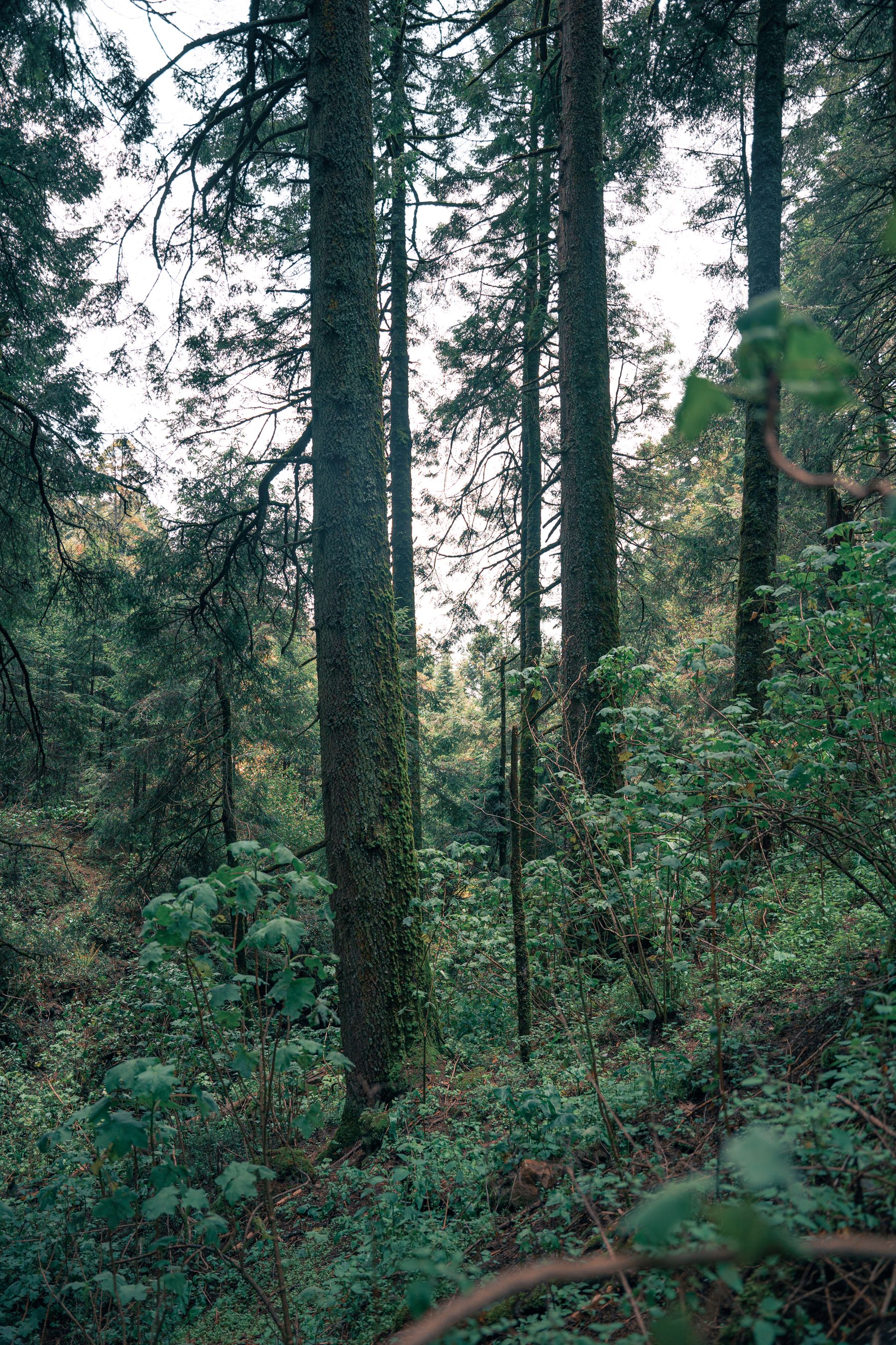 Bosque con vegetación abundante, referencia visual para servicios forestales y cambio de uso de suelo