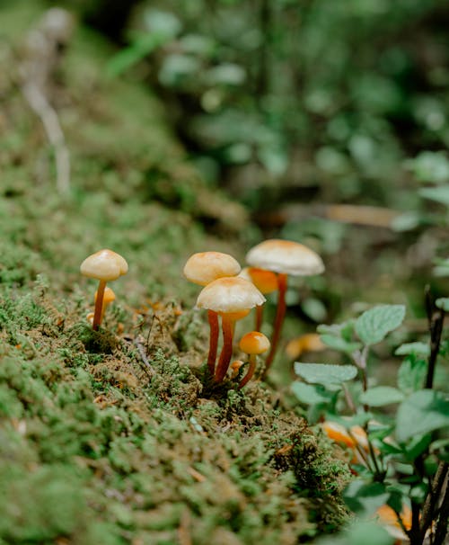 Mushrooms on Ground