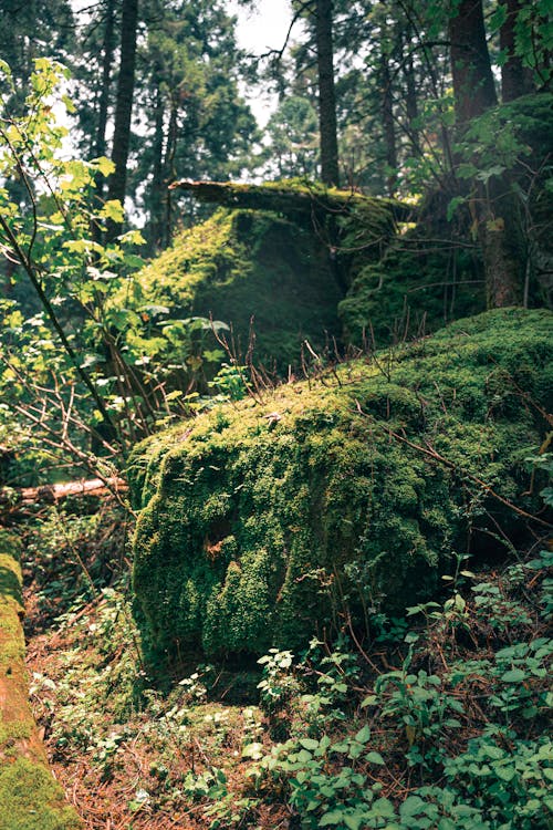 Foto d'estoc gratuïta de arbres, bosc, boscos