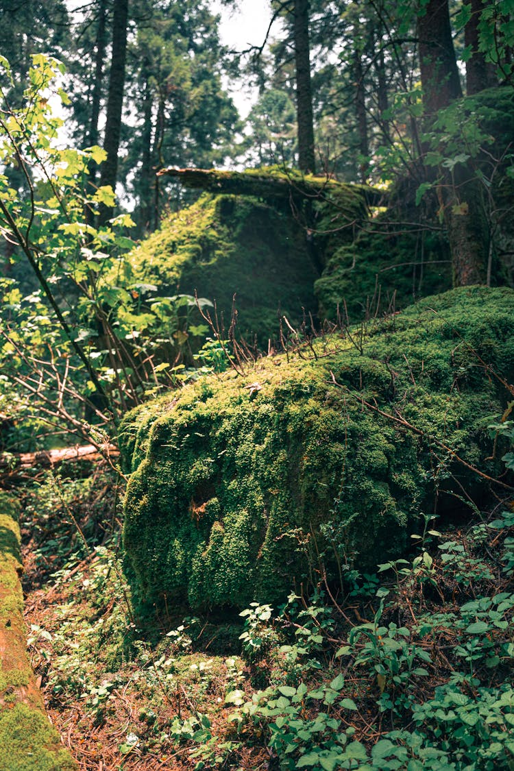 Forest Floor And Moss