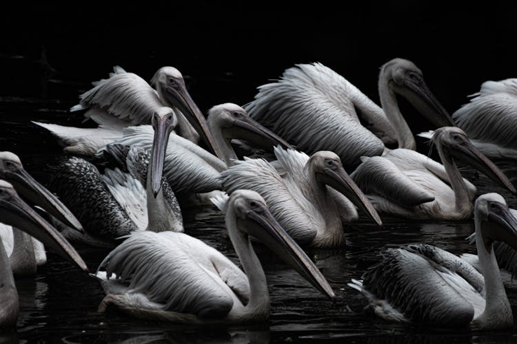 Pelicans On Lake Water