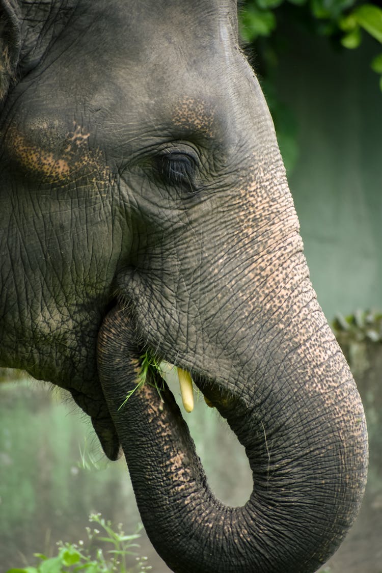 Close-up Photo Of An Elephant Eating Grass