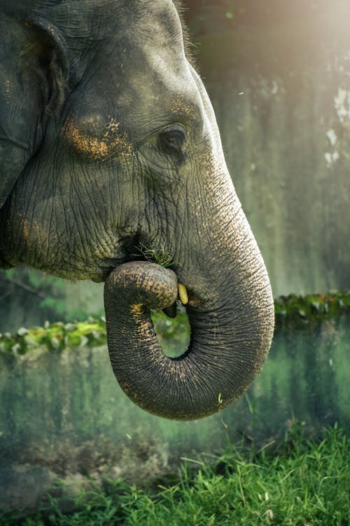 Foto d'estoc gratuïta de animal, elefant, fotografia d'animals