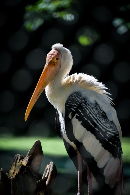 Free Close-up of a painted stork showcasing its vibrant colors under natural light. Stock Photo