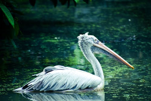 A Pelican Swimming on the Pond