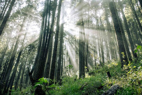 Immagine gratuita di alba, alberi verdi, ambiente